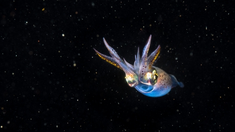 Common squid | Hampshire and Isle of Wight Wildlife Trust